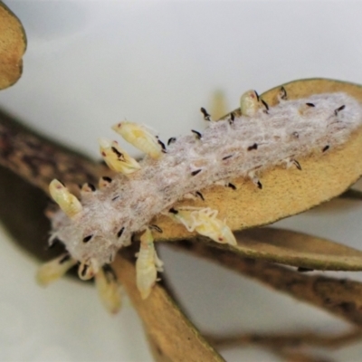 Unidentified Leafhopper or planthopper (Hemiptera, several families) at Cook, ACT - 1 Feb 2023 by CathB