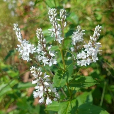 Veronica derwentiana (Derwent Speedwell) at Cotter River, ACT - 11 Jan 2023 by RobG1