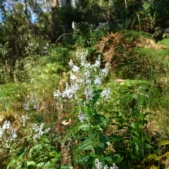 Veronica derwentiana at Cotter River, ACT - 12 Jan 2023