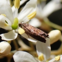 Cydia pomonella (Codling Moth) at Cook, ACT - 2 Feb 2023 by CathB