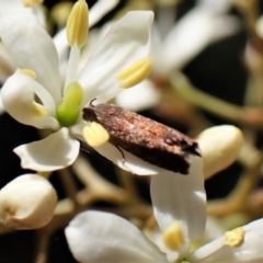 Cydia pomonella at Cook, ACT - 2 Feb 2023