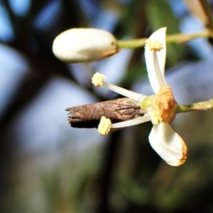 Cydia pomonella at Cook, ACT - 2 Feb 2023