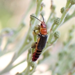 Carphurus sp. (genus) (Soft-winged flower beetle) at Aranda Bushland - 5 Feb 2023 by CathB