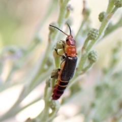 Carphurus sp. (genus) (Soft-winged flower beetle) - 6 Feb 2023 by CathB