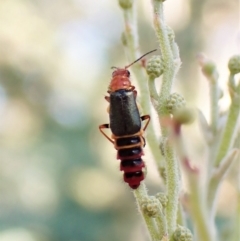 Carphurus sp. (genus) at Undefined Area - 6 Feb 2023