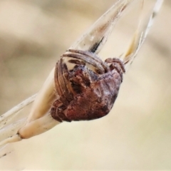 Dolophones sp. (genus) (Wrap-around spider) at Aranda Bushland - 2 Feb 2023 by CathB