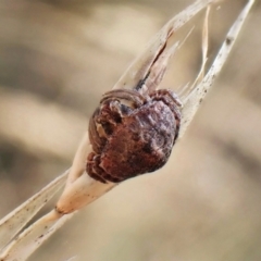 Dolophones sp. (genus) at Undefined Area - 2 Feb 2023 09:45 AM