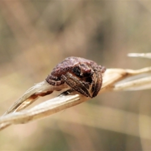 Dolophones sp. (genus) at Undefined Area - 2 Feb 2023