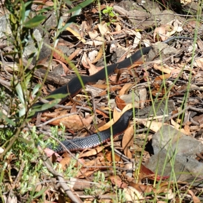 Pseudechis porphyriacus (Red-bellied Black Snake) at Cotter River, ACT - 11 Jan 2023 by RobG1