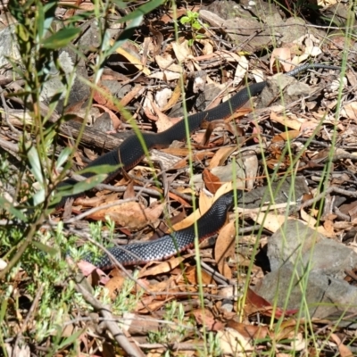 Pseudechis porphyriacus (Red-bellied Black Snake) at Cotter River, ACT - 12 Jan 2023 by RobG1