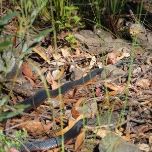 Pseudechis porphyriacus at Cotter River, ACT - 12 Jan 2023 09:37 AM