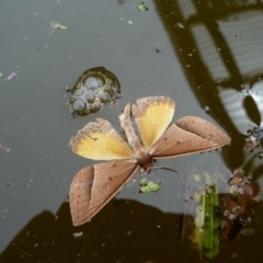 Epidesmia chilonaria (Golden-winged Epidesmia) at Mongarlowe River - 30 Nov 2019 by arjay