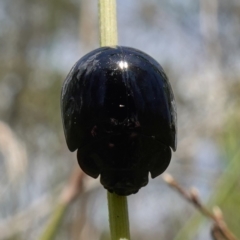 Paropsisterna morio (Morio leaf beetle) at Paddys River, ACT - 12 Jan 2023 by RobG1