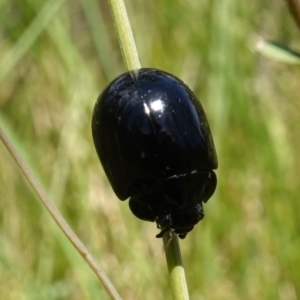 Paropsisterna morio at Paddys River, ACT - 12 Jan 2023