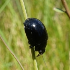 Paropsisterna morio at Paddys River, ACT - suppressed