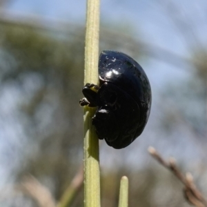 Paropsisterna morio at Paddys River, ACT - suppressed