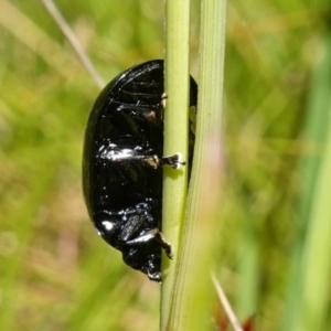 Paropsisterna morio at Paddys River, ACT - 12 Jan 2023