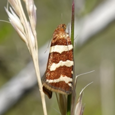 Subfurcatana subfurcatana (A Tortricid moth) at Gibraltar Pines - 12 Jan 2023 by RobG1