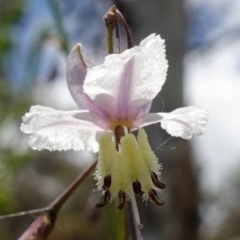 Arthropodium milleflorum (Vanilla Lily) at Paddys River, ACT - 12 Jan 2023 by RobG1