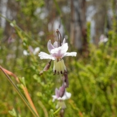 Arthropodium milleflorum at Paddys River, ACT - 12 Jan 2023