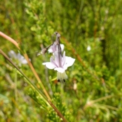 Arthropodium milleflorum at Paddys River, ACT - suppressed