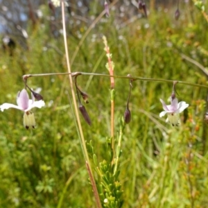 Arthropodium milleflorum at Paddys River, ACT - 12 Jan 2023