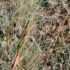 Cymbopogon refractus (Barbed-wire Grass) at Isaacs Ridge and Nearby - 9 Feb 2023 by Mike