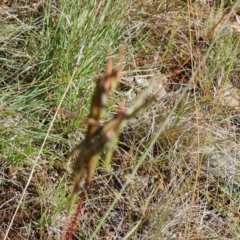 Cymbopogon refractus at Isaacs, ACT - 9 Feb 2023