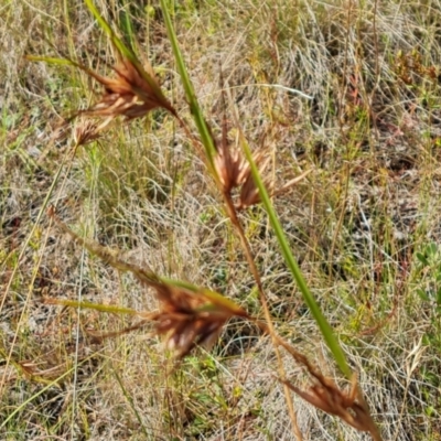 Themeda triandra (Kangaroo Grass) at Isaacs Ridge and Nearby - 9 Feb 2023 by Mike