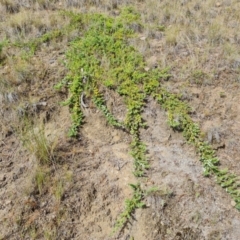 Juniperus communis (Juniper) at Isaacs, ACT - 9 Feb 2023 by Mike