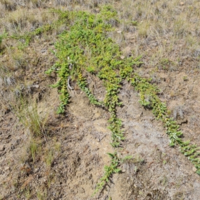 Juniperus communis (Juniper) at Isaacs Ridge and Nearby - 9 Feb 2023 by Mike