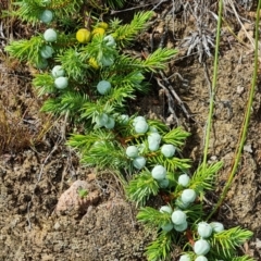 Juniperus communis at Isaacs, ACT - 9 Feb 2023