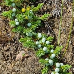 Juniperus communis at Isaacs, ACT - 9 Feb 2023 04:45 PM