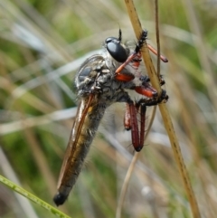 Zosteria sp. (genus) (Common brown robber fly) at Namadgi National Park - 3 Feb 2023 by RobG1