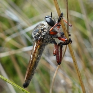 Zosteria sp. (genus) at Booth, ACT - suppressed