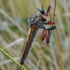 Zosteria sp. (genus) at Booth, ACT - 3 Feb 2023