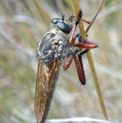 Zosteria sp. (genus) at Booth, ACT - 3 Feb 2023