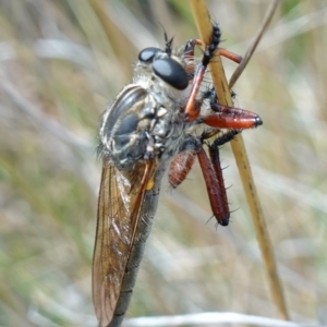 Zosteria sp. (genus) at Booth, ACT - suppressed