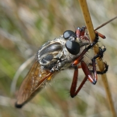 Zosteria sp. (genus) at Booth, ACT - suppressed