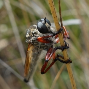 Zosteria sp. (genus) at Booth, ACT - 3 Feb 2023