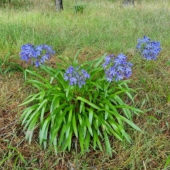 Agapanthus praecox subsp. orientalis (Agapanthus) at Isaacs Ridge and Nearby - 9 Feb 2023 by Mike