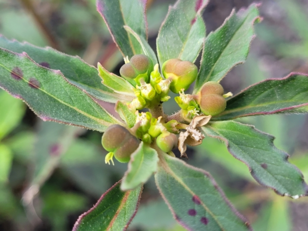 Euphorbia davidii at Weetangera, ACT - 9 Feb 2023