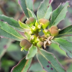 Euphorbia davidii (David's Spurge) at Weetangera, ACT - 9 Feb 2023 by trevorpreston