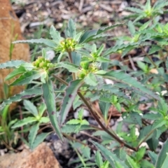 Euphorbia davidii at Weetangera, ACT - 9 Feb 2023 04:39 PM