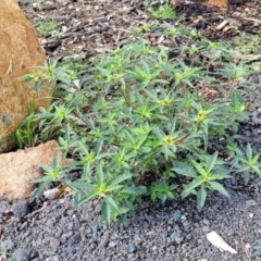 Euphorbia davidii at Weetangera, ACT - 9 Feb 2023