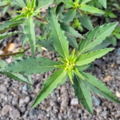 Euphorbia davidii at Weetangera, ACT - 9 Feb 2023