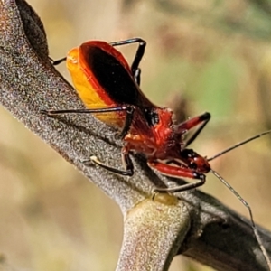 Gminatus australis at Weetangera, ACT - 9 Feb 2023 04:35 PM