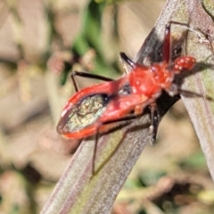 Gminatus australis at Weetangera, ACT - 9 Feb 2023 04:35 PM