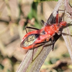 Gminatus australis at Weetangera, ACT - 9 Feb 2023 04:35 PM