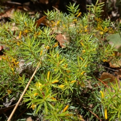 Persoonia chamaepeuce (Dwarf Geebung) at Booth, ACT - 3 Feb 2023 by RobG1